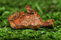 Meteorite Golden Pallasite full fragment 2.49 grams - MeteoriteNwa.com